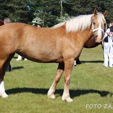 Welsh Cob (sec D) Rosalinde