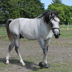 Arabisk fuldblod (OX) Wermont