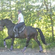 Dansk Varmblod Bojangle Meg