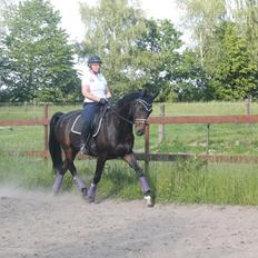 Dansk Varmblod Bojangle Meg