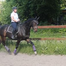 Dansk Varmblod Bojangle Meg