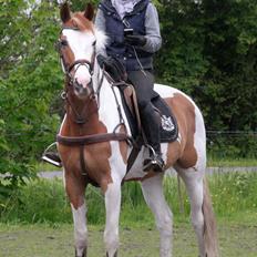 Pinto WHAT A SPOT - Solgt