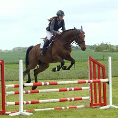 Dansk Varmblod Carneval G