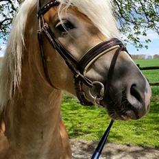 Haflinger Askmon Nordan