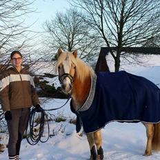 Haflinger Askmon Nordan