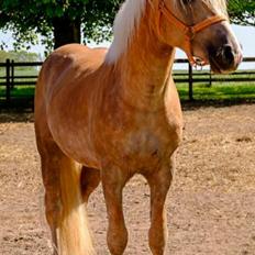 Haflinger Askmon Nordan