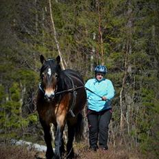 Norsk Døle Bojebakkens Ragna "Tindra"