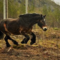Norsk Døle Bojebakkens Ragna "Tindra"