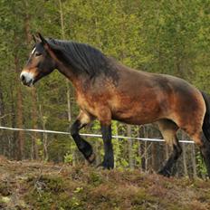 Norsk Døle Bojebakkens Ragna "Tindra"