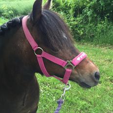 Anden særlig race Askepot