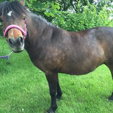 Anden særlig race Askepot