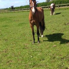 Anden særlig race Spirit