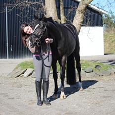 Dansk Varmblod Narcho