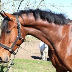 Dansk Varmblod Malicia