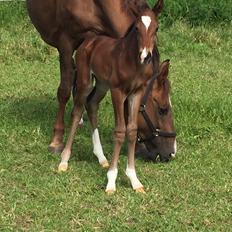 Dansk Varmblod Alexa ax