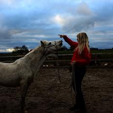 Welsh Mountain (sec A) Backerdales Gaia