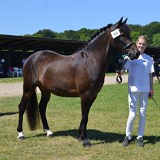 New Forest Elmholts nutella