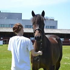 New Forest Elmholts nutella