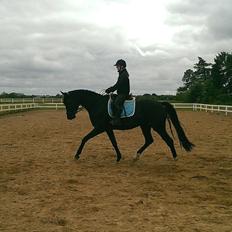 Dansk Varmblod Dancing girl