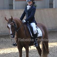 Welsh Pony (sec B) Saffira Stal Bruggeweerd