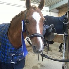 Welsh Pony (sec B) Saffira Stal Bruggeweerd