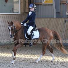 Welsh Pony (sec B) Saffira Stal Bruggeweerd