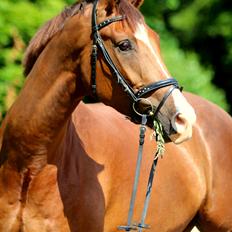 Dansk Varmblod Conrad