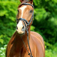 Dansk Varmblod Conrad