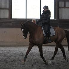 Dansk Varmblod Conrad