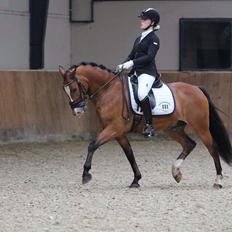 New Forest Remontes Free Fantasy