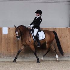 New Forest Remontes Free Fantasy