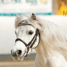 Dansk Miniature Mynte