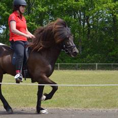 Islænder Stökull fra Studsgaard (Solgt)