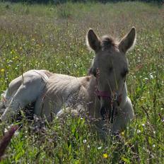 Anden særlig race Sukinox Her kommer jeg *Kalle*