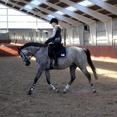 Holstener Cera Lyngriis