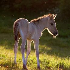 Anden særlig race Sukinox Her kommer jeg *Kalle*
