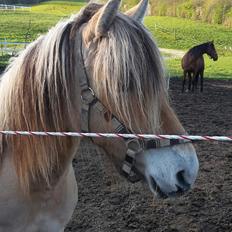 Anden særlig race Dunkans Galina<3 solgt