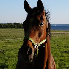 Fuldblod (XX) Blue Line Lady