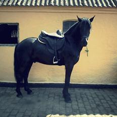 Anden særlig race Bygballegårds Luigi