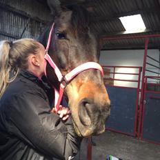 Anden særlig race Pucca