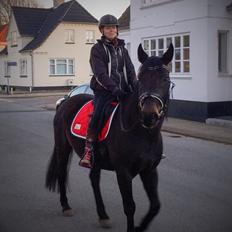 Anden særlig race Pucca