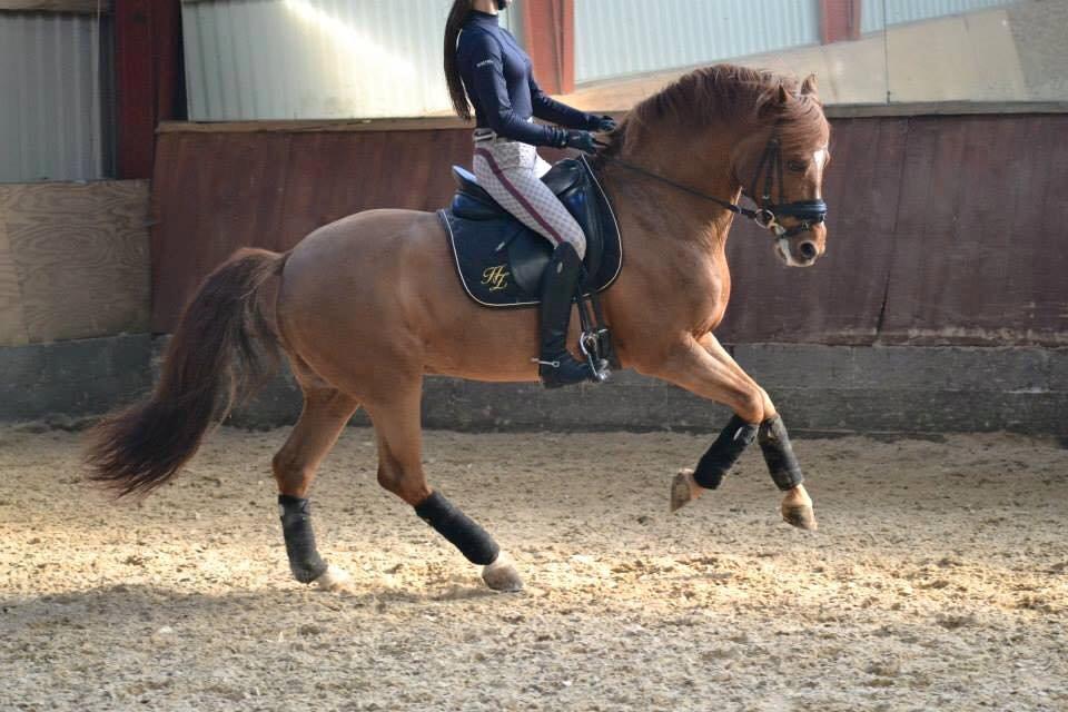 DSP Matthi B Pony! - Dressur 2015 billede 1