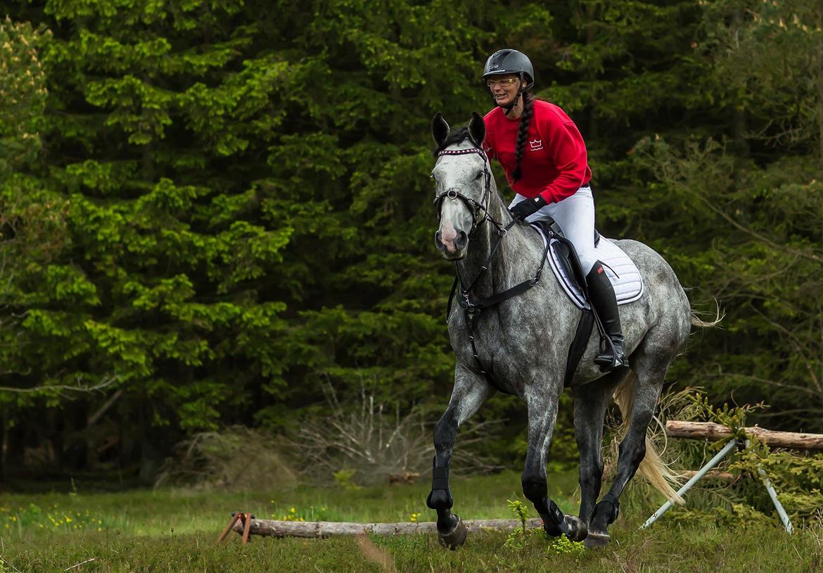 Dansk Varmblod Lotus Esprit W *SOLGT* billede 6