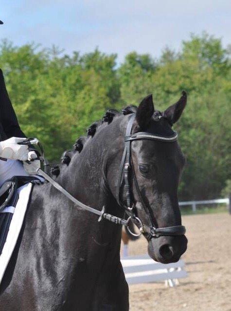 Welsh Partbred (Sec F) Laibek's Fulton - "B" pony !!!! billede 1