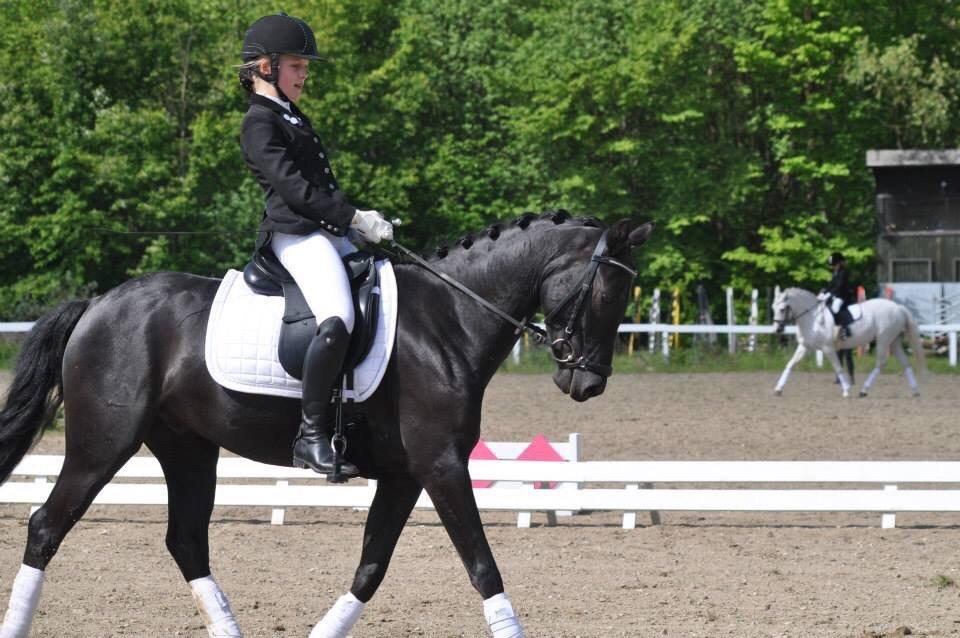 Welsh Partbred (Sec F) Laibek's Fulton - "B" pony !!!! billede 4