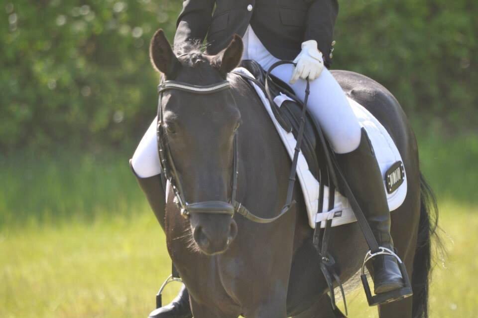 Welsh Partbred (Sec F) Laibek's Fulton - "B" pony !!!! billede 10