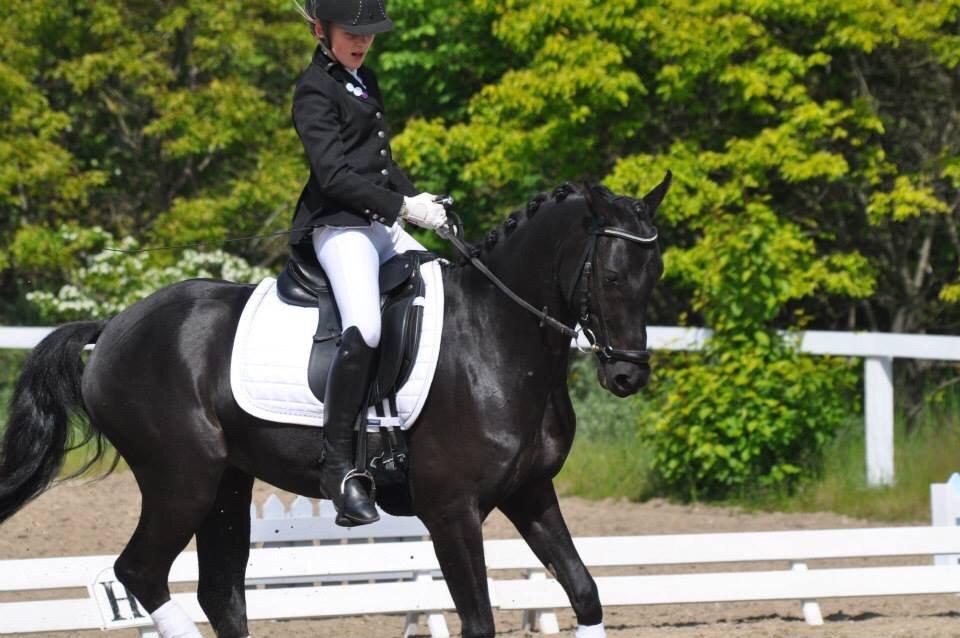 Welsh Partbred (Sec F) Laibek's Fulton - "B" pony !!!! billede 18