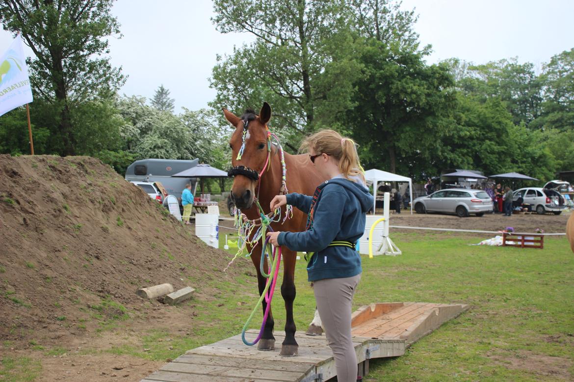Anden særlig race Kit Kat (Stjerneponyen<3) - Hestevelfærdsstævnet 2015 billede 10