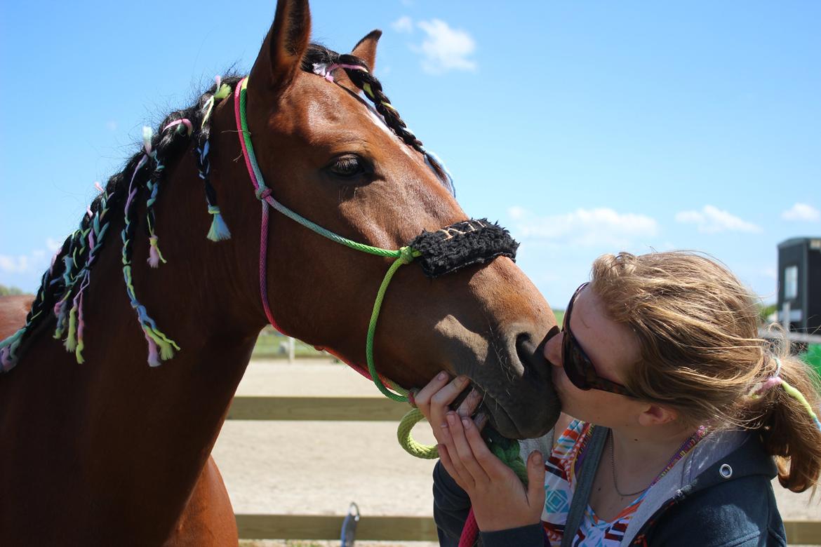Anden særlig race Kit Kat (Stjerneponyen<3) - Hestevelfærdsstævnet 2015 billede 16