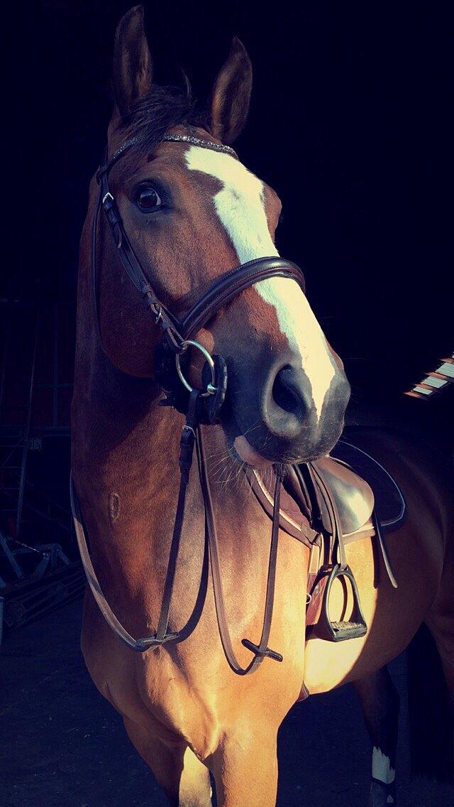 Dansk Varmblod Crazy Heart billede 1